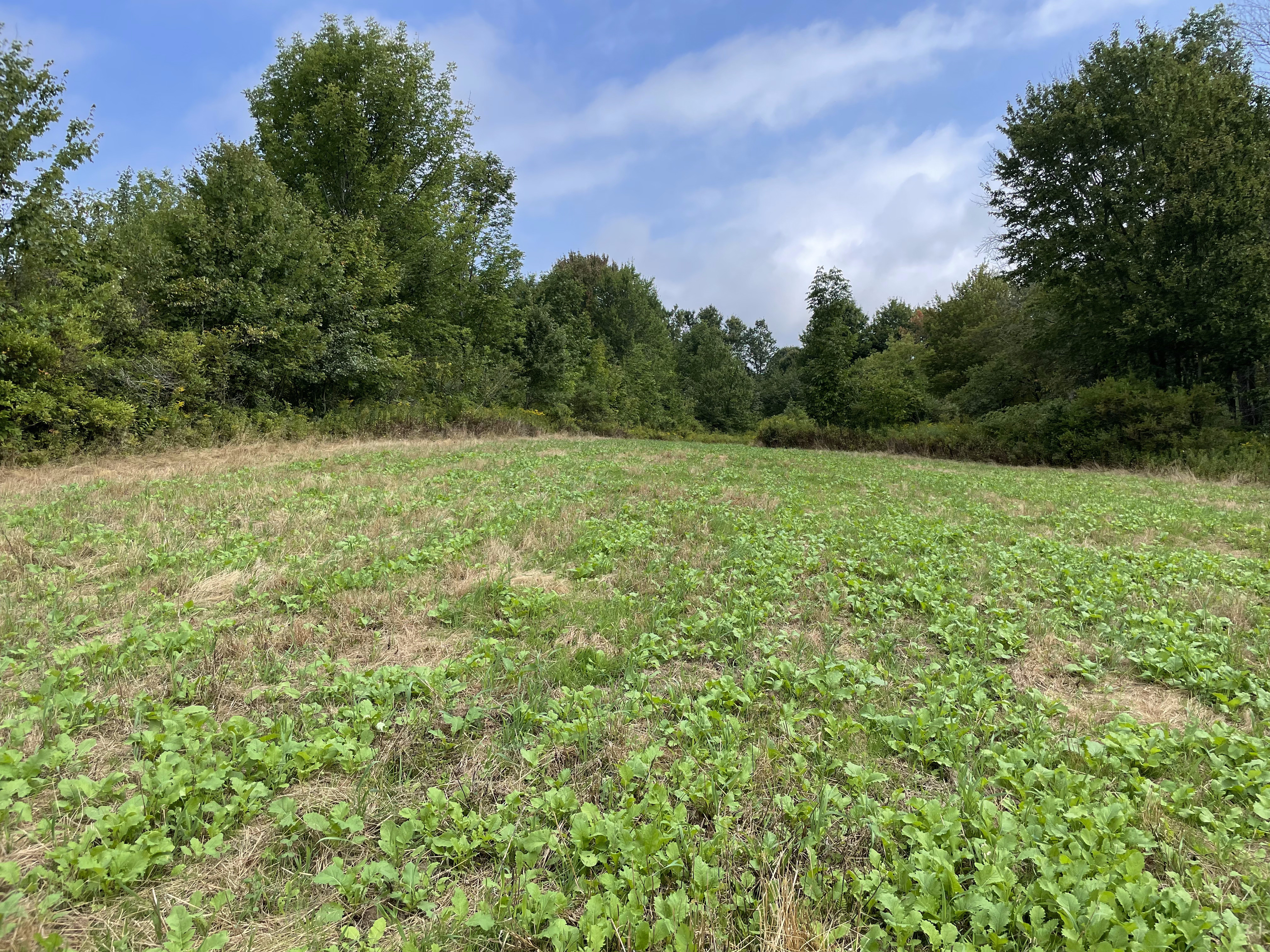 Food Plots